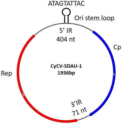 Novel Cyclovirus Identified in Broiler Chickens With Transmissible Viral Proventriculitis in China